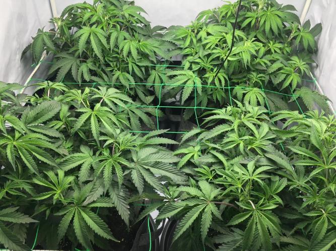 Gelato 33 - Clones - Soil. Week 6 - Day 40 just before lights off