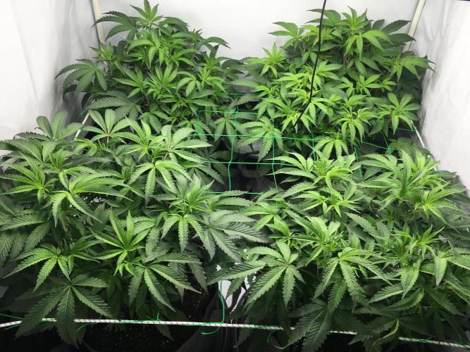 Gelato 33 - Clones - Soil. Week 6 - Day 42