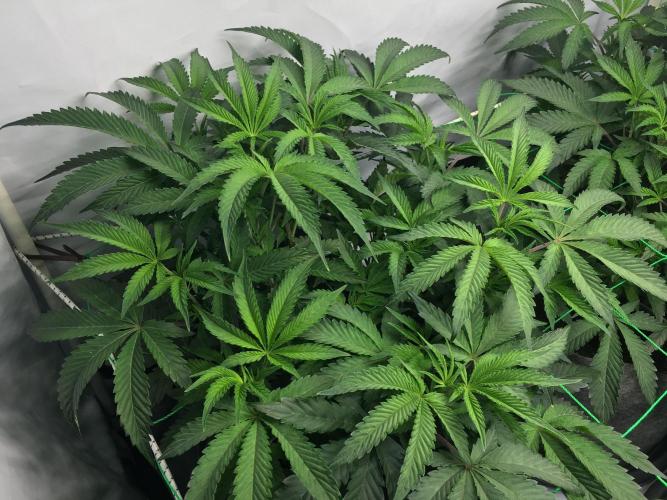 Gelato 33 - Clones - Soil. Week 6 - Day 42