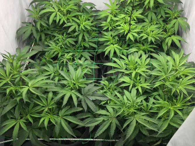 Gelato 33 - Clones - Soil. Week 7 - Day 44