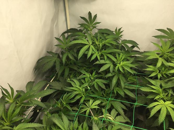 Gelato 33 - Clones - Soil. Week 7 - Day 44