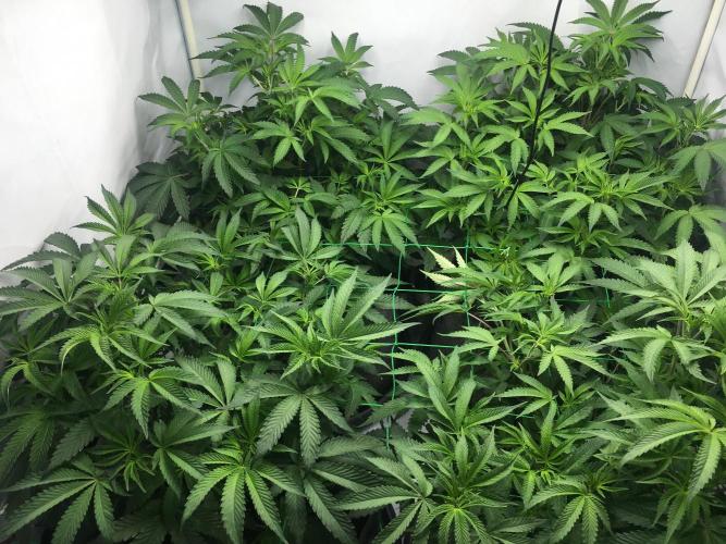 Gelato 33 - Clones - Soil. Week 7 - Day 46