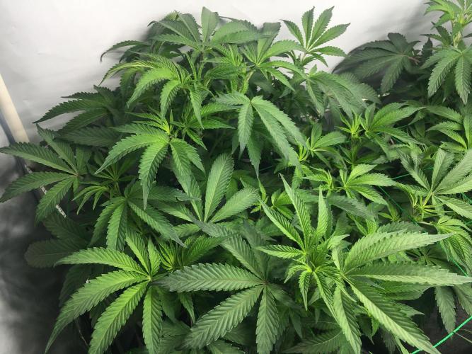 Gelato 33 - Clones - Soil. Week 7 - Day 46