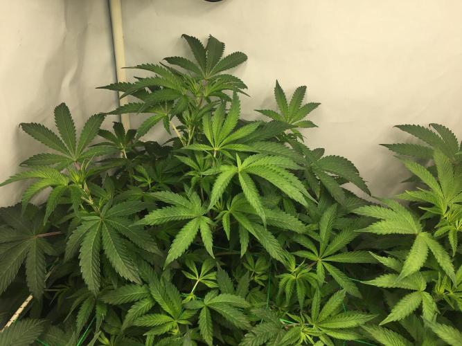 Gelato 33 - Clones - Soil. Week 7 - Day 46