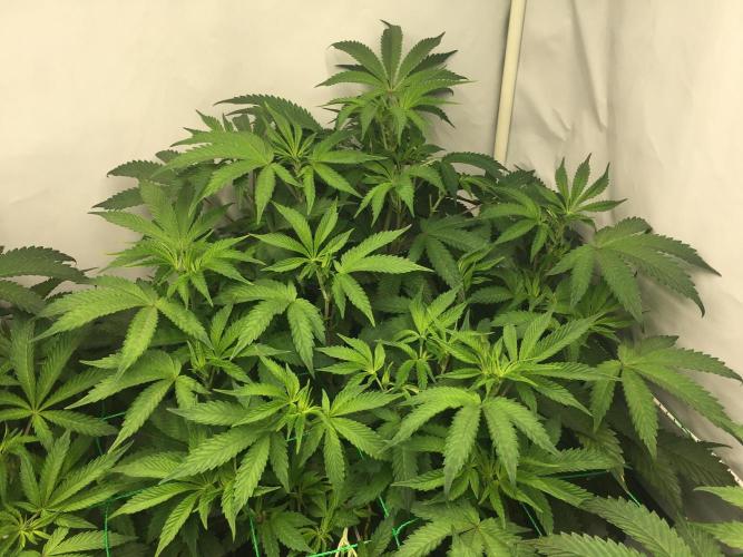 Gelato 33 - Clones - Soil. Week 7 - Day46