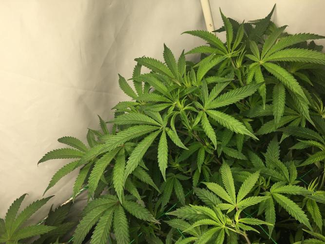 Gelato 33 - Clones - Soil. Week 7 - Day 46