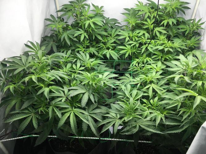 Gelato 33 - Clones - Soil. Week 7 - Day 47 before defoliation 