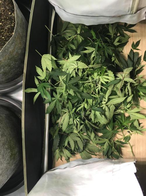 Gelato 33 - Clones - Soil. Week 7 - Waste…..