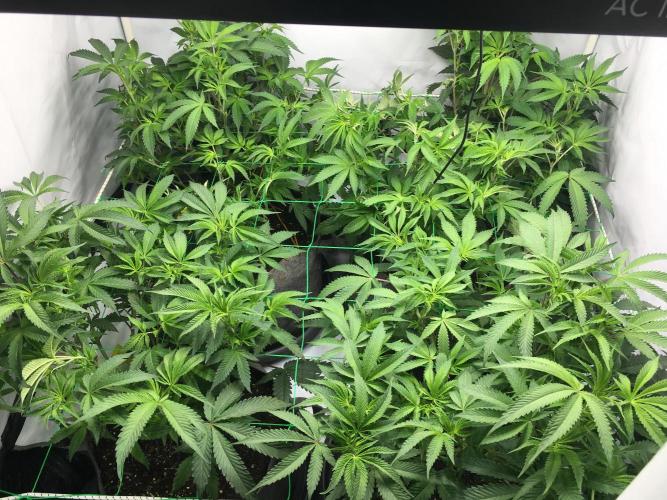 Gelato 33 - Clones - Soil. Week 7 - After defoliation 