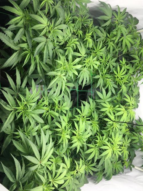 Gelato 33 - Clones - Soil. Week 8 - Day 53