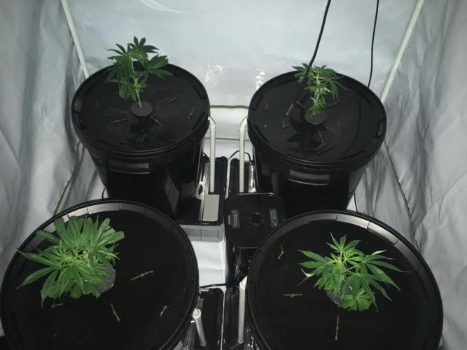 Gorilla Zkittlez clones in Perlite/Coco. Week 1