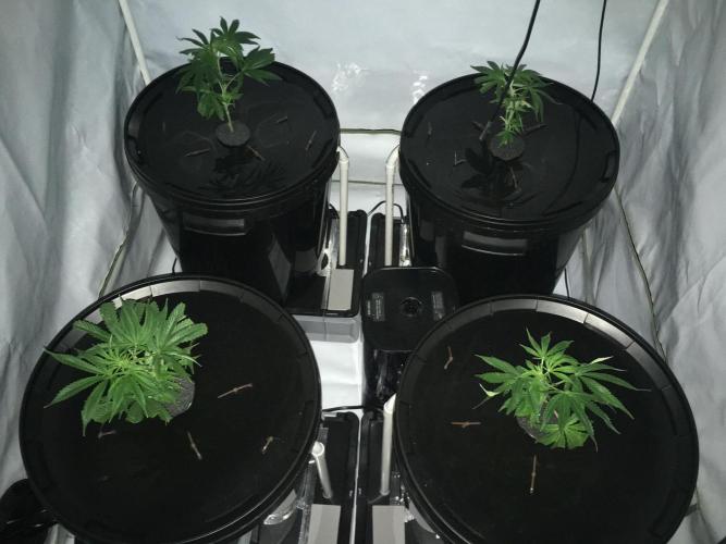 Gorilla Zkittlez clones in Perlite/Coco. Week 1