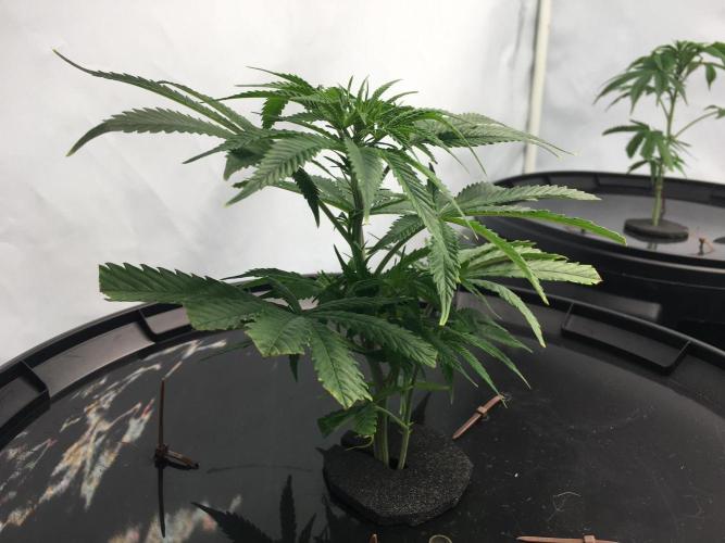 Gorilla Zkittlez clones in Perlite/Coco. Week 1
