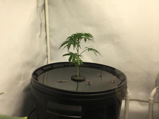 Gorilla Zkittlez clones in Perlite/Coco. Week 1