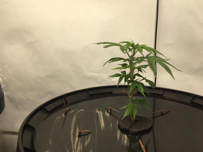 Gorilla Zkittlez clones in Perlite/Coco. Week 1