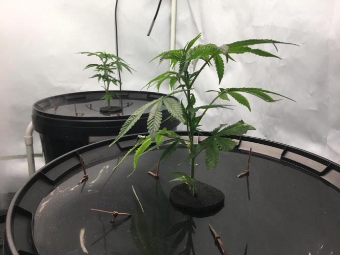 Gorilla Zkittlez clones in Perlite/Coco. Week 1