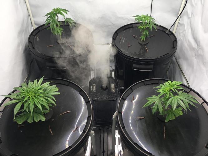 Gorilla Zkittlez clones in Perlite/Coco. Week 1