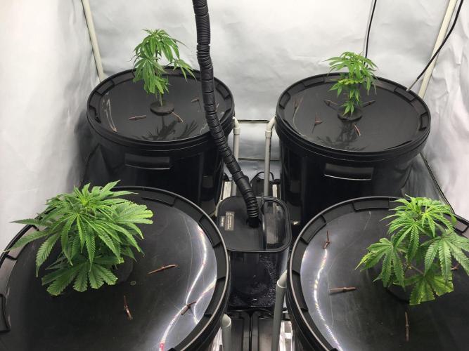 Gorilla Zkittlez clones in Perlite/Coco. Week 1