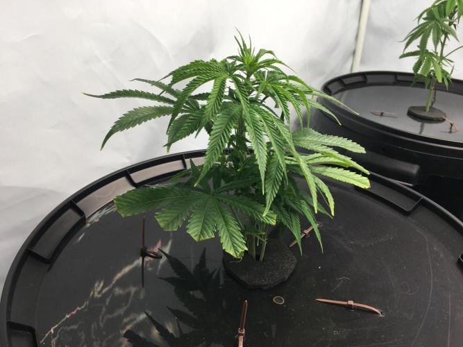 Gorilla Zkittlez clones in Perlite/Coco. Week 1