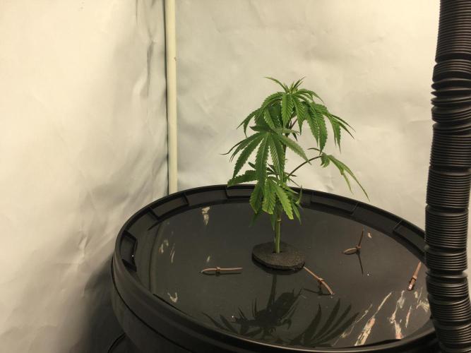 Gorilla Zkittlez clones in Perlite/Coco. Week 1