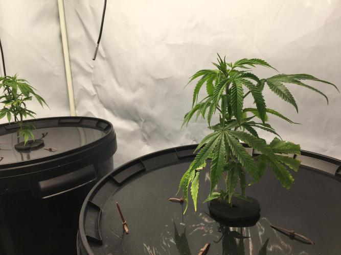 Gorilla Zkittlez clones in Perlite/Coco. Week 1