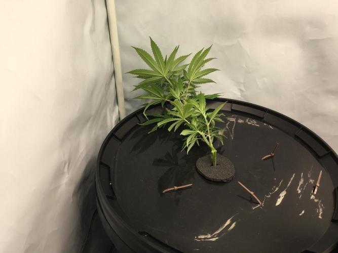 Gorilla Zkittlez clones in Perlite/Coco. Week 2 - Day 10
just after super-cropping