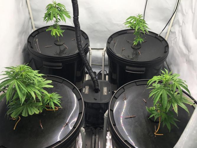 Gorilla Zkittlez clones in Perlite/Coco. Week 2 - Day 9
just before bedtime