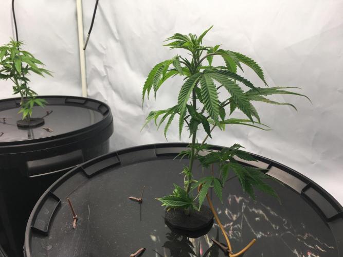 Gorilla Zkittlez clones in Perlite/Coco. Week 2 - Day 9
just before bedtime