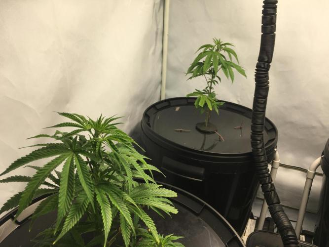 Gorilla Zkittlez clones in Perlite/Coco. Week 2 - Day 9
just before bedtime