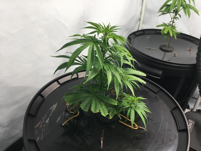 Gorilla Zkittlez clones in Perlite/Coco. Week 2 - Day 9
just before bedtime