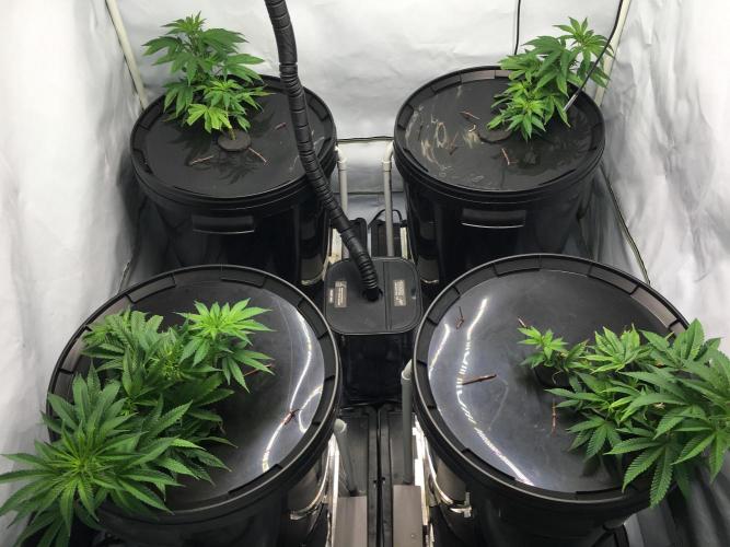 Gorilla Zkittlez clones in Perlite/Coco. Week 2 - Day 11
1st day after super-cropping