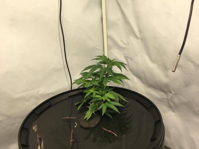 Gorilla Zkittlez clones in Perlite/Coco. Week 2 - Day 11
1st day after super-cropping