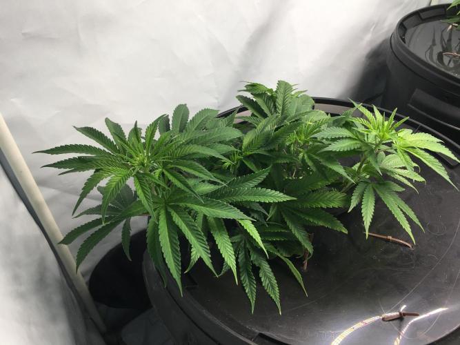 Gorilla Zkittlez clones in Perlite/Coco. Week 2 - Day 11
1st day after super-cropping