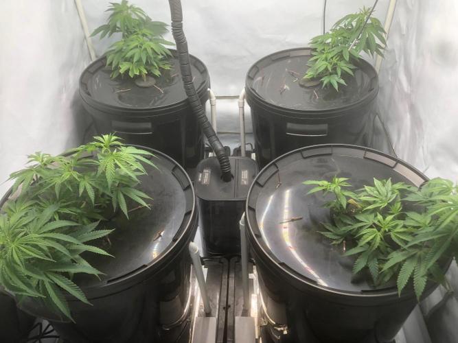 Gorilla Zkittlez clones in Perlite/Coco. Week 3 - Day 15
just before lights out