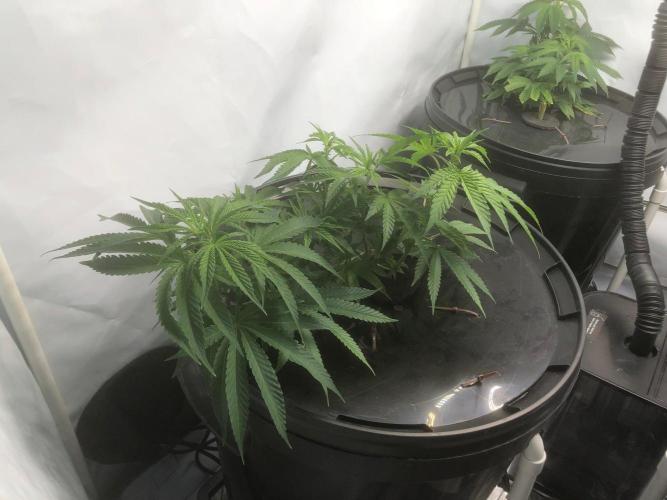 Gorilla Zkittlez clones in Perlite/Coco. Week 3 - Day 15
just before lights out