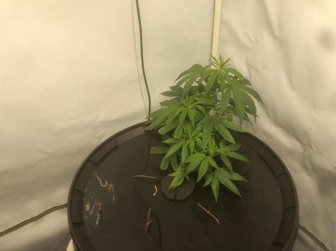 Gorilla Zkittlez clones in Perlite/Coco. Week 3 - Day 15
just before lights out