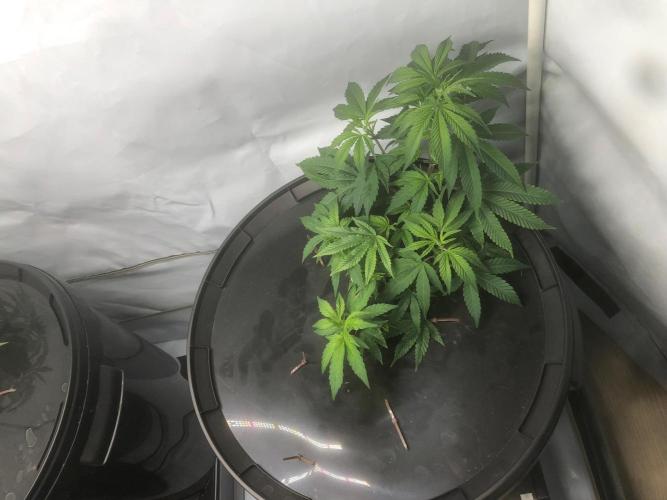 Gorilla Zkittlez clones in Perlite/Coco. Week 3 - Day 15
just before lights out