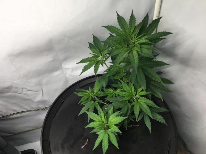 Gorilla Zkittlez clones in Perlite/Coco. Week 3 - Day 17