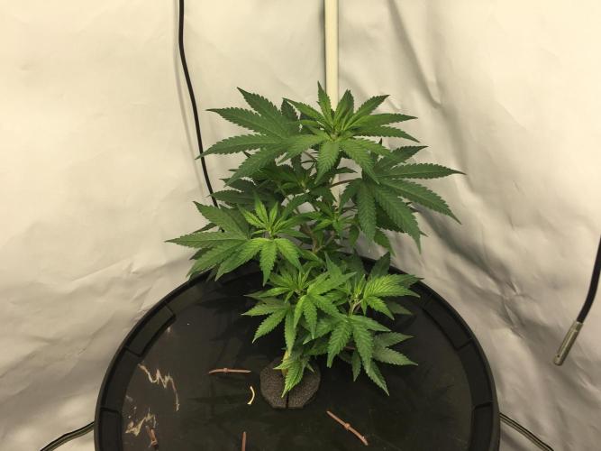 Gorilla Zkittlez clones in Perlite/Coco. Week 3 - Day 17