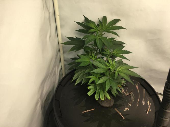 Gorilla Zkittlez clones in Perlite/Coco. Week 3 - Day 17