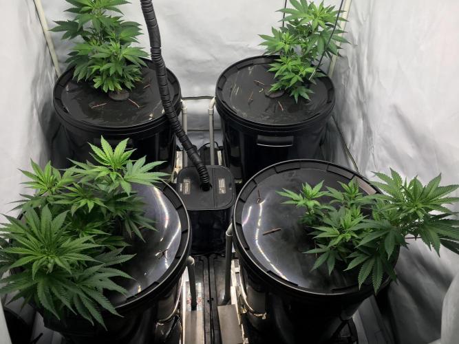 Gorilla Zkittlez clones in Perlite/Coco. Week 3 - Day 17