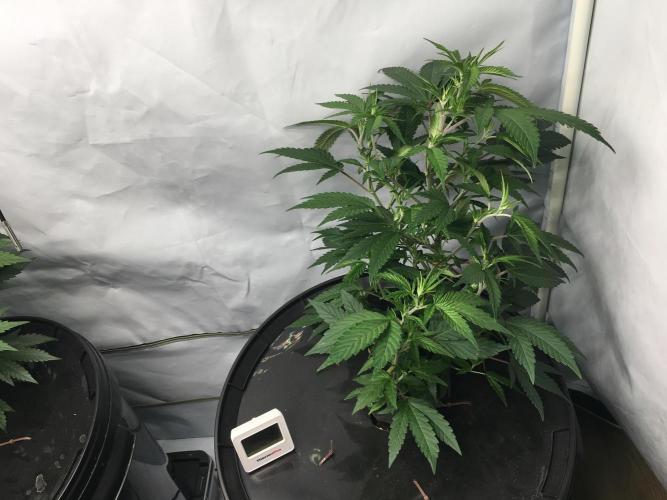 Gorilla Zkittlez clones in Perlite/Coco. Week 4 - Day22