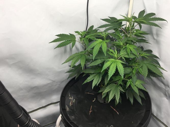 Gorilla Zkittlez clones in Perlite/Coco. Week 4 - Day22