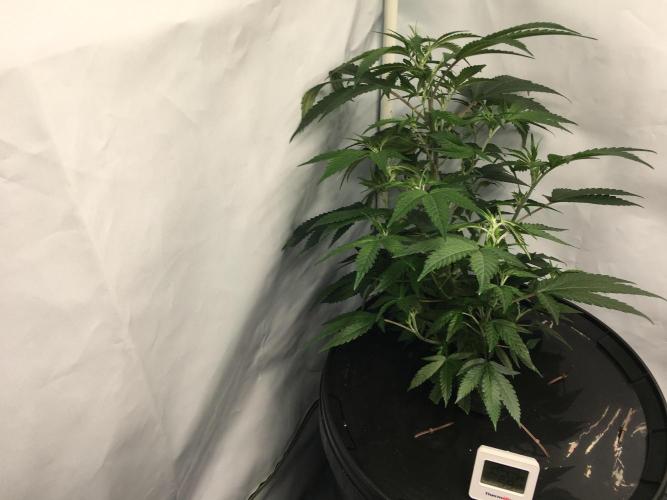Gorilla Zkittlez clones in Perlite/Coco. Week 4 - Day22