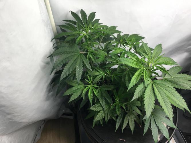 Gorilla Zkittlez clones in Perlite/Coco. Week 4 - Day22