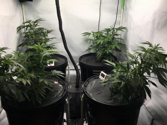 Gorilla Zkittlez clones in Perlite/Coco. Week 4 - Day22