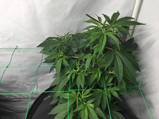 Gorilla Zkittlez clones in Perlite/Coco. Week 4 - Day 23