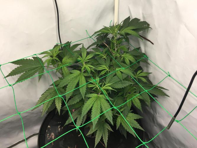 Gorilla Zkittlez clones in Perlite/Coco. Week 4 - Day23