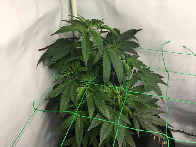 Gorilla Zkittlez clones in Perlite/Coco. Week 4 - Day23