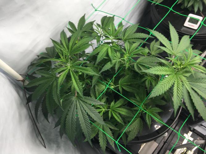 Gorilla Zkittlez clones in Perlite/Coco. Week 4 - Day23